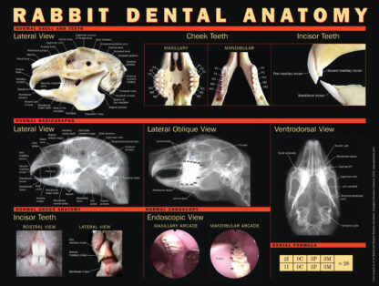 Poster "Rabbit Dental Anatomy"